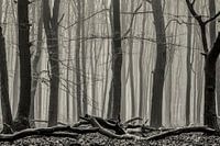Forest landscape in Speulder forest