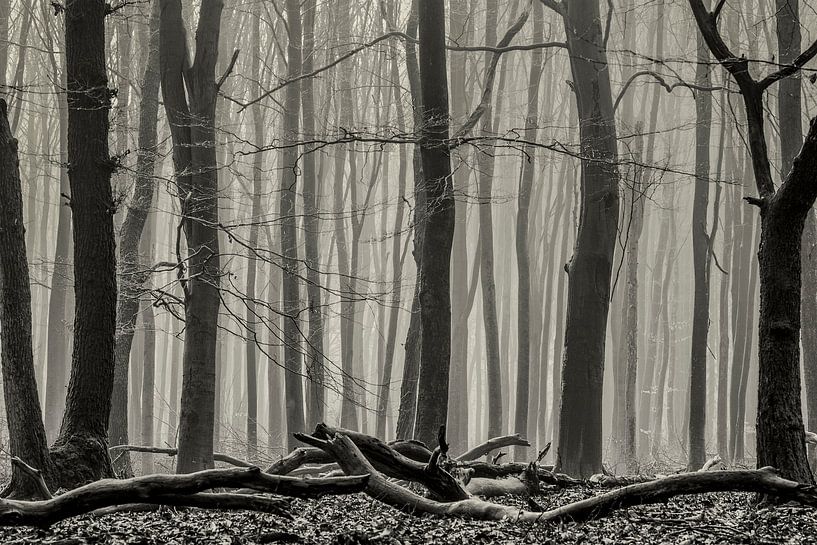 Forest landscape in Speulder forest by Jovas Fotografie