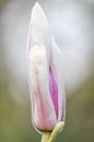 Lente | Bloem | Bokeh | Natuurfotografie van Barbara Kempeneers thumbnail