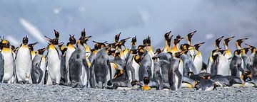 Koningspinguïns op South Georgia