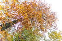 De herstkleuren van de bomen