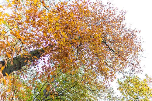 De herstkleuren van de bomen