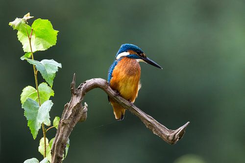 Hunting kingfisher on tree branch