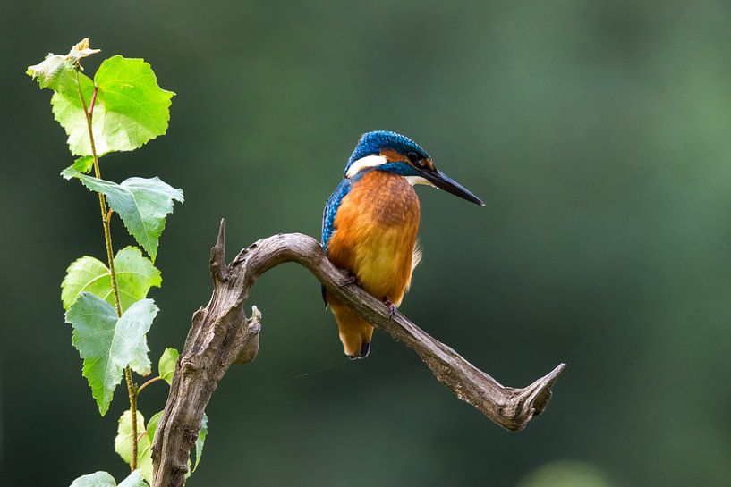 Jagende ijsvogel op boomtak van Henk van Dijk