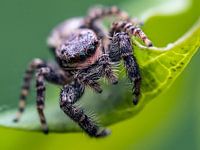 springspin tussen de bladeren