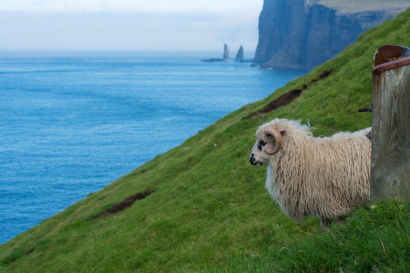 Faeroese sheep by Robinotof