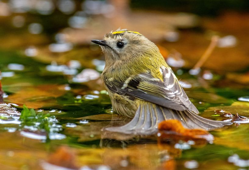 Goldhähnchen von Harry Punter