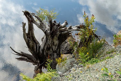 Baumstamm vor See mit Reflektionen des Himmel