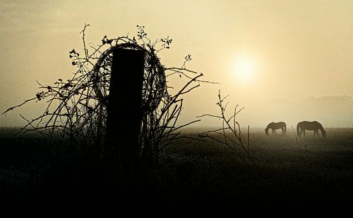 Horses.....