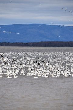 Snow geese on the river by Claude Laprise