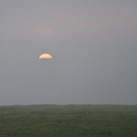 Haas kijkt naar zonsopgang van Pauline Bergsma
