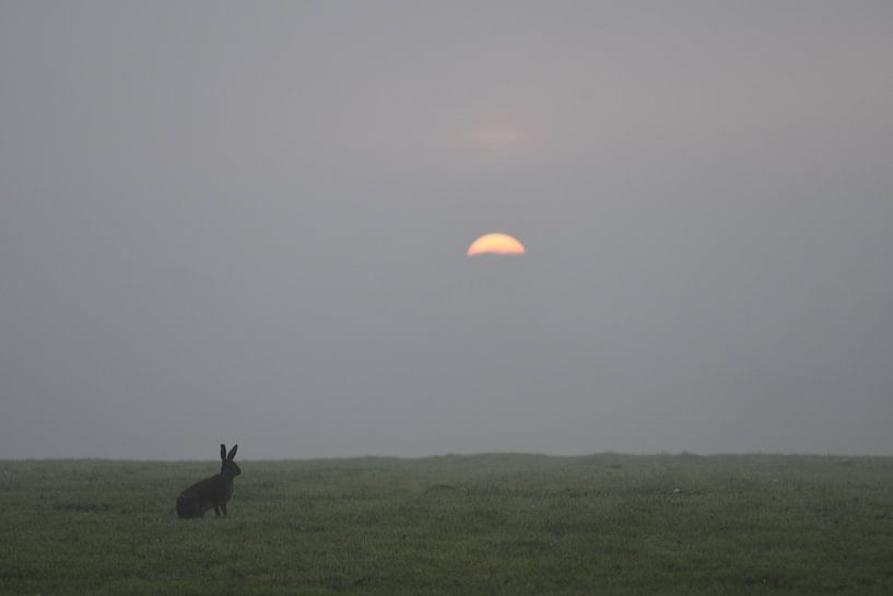 Haas regarde le lever du soleil par Pauline Bergsma