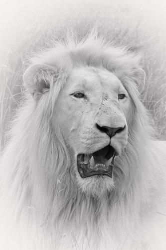 Portrait d'un lion blanc, B 2761