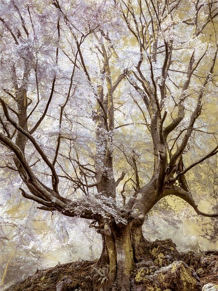 An der Grenze zu Fairyland von Lars van de Goor