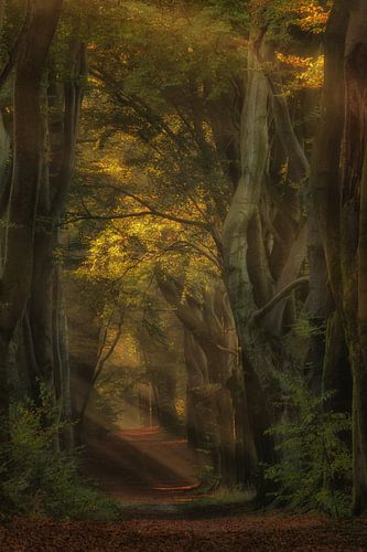 Het mysterieuze bos