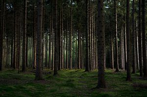 Lumière d'automne dans la forêt sur Bo Scheeringa Photography