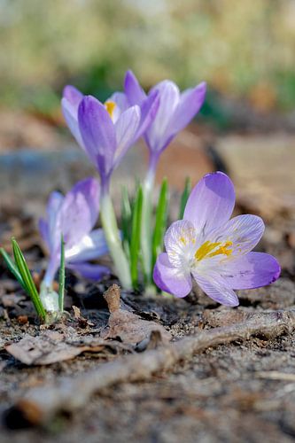 Krokus trio