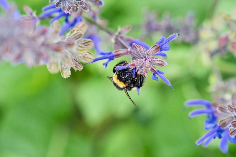 Hummel auf einer Blüte beim Nektar sammeln von Martin Köbsch