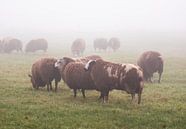 schapen in de mist van Tania Perneel thumbnail
