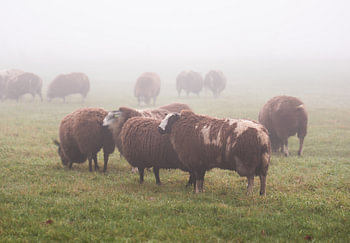 schapen in de mist