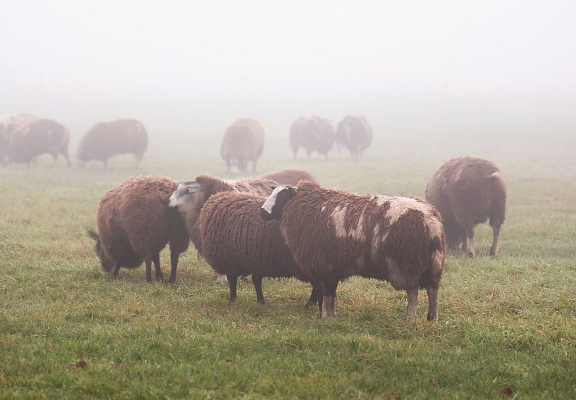 schapen in de mist van Tania Perneel