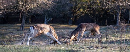Dierenfotografie - Bronze age for the fallow deer...