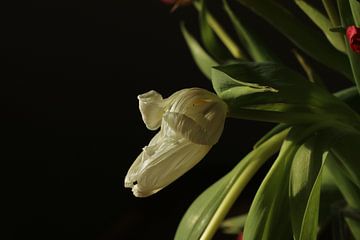 Stilleven van een tulp van Pim van der Horst