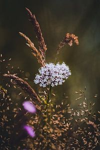 Blumen, Pflanzen und Bäume Serie