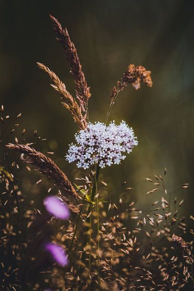 Flowers, Plants and Trees Series by Pitkovskiy Photography|ART