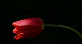 Rote Tulpe by Gabriele Haase