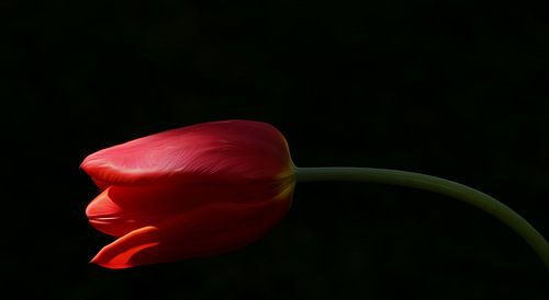 Rote Tulpe van Gabriele Haase