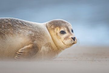 common seal by Pim Leijen