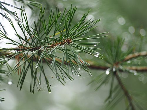 La pluie dans la forêt