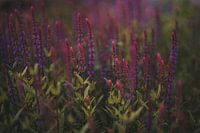 The world of the knotweed