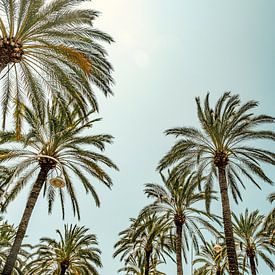 Les vibrations de l'été sur Lima Fotografie