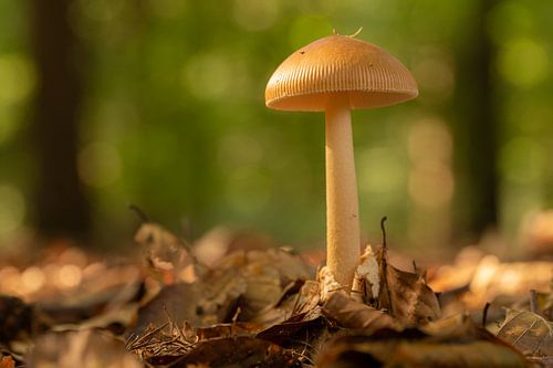 Wegesessel im Herbst