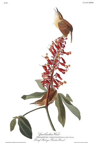 Carolinawinterkoning