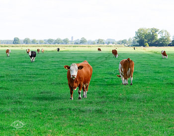 Eine Herde Simmentaler auf der Weide.