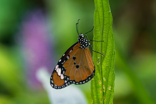 Petit papillon monarque