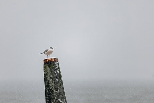Drieteenmeeuw geland in de sneeuw