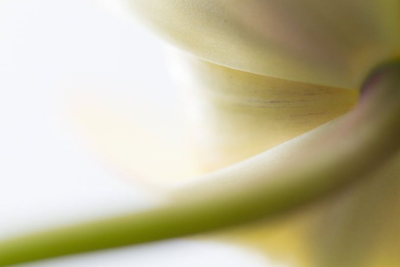 Tulip by Siska Heus