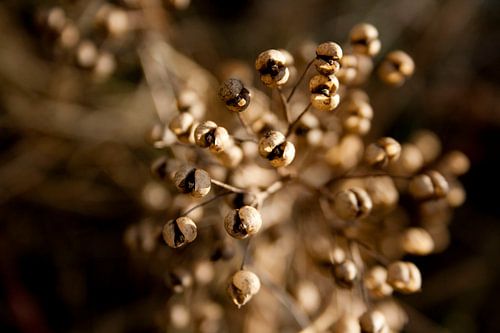 Schoonheid in de duinen
