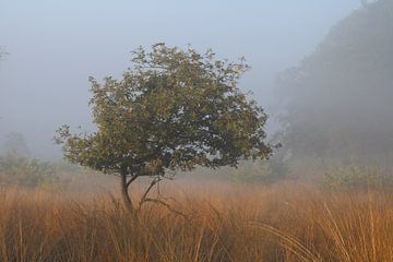 boom in de mist van Natascha Koevoets