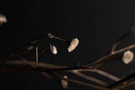 macro of weeds with white flowers by Aan Kant