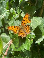 Portrait photo of butterfly