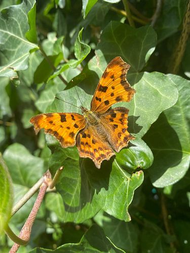 Portrait photo of butterfly