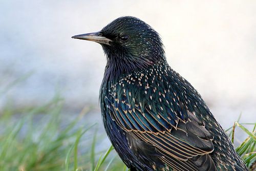 Glamour Starling