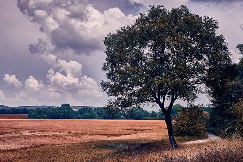 The invitation to the walk