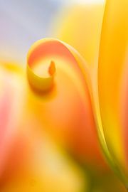 tulp 01