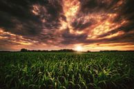 Korenveld in de zonsondergang van Skyze Photography by André Stein thumbnail